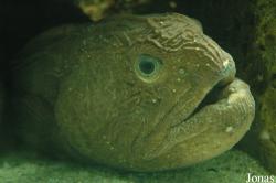 Anarhichadidae
