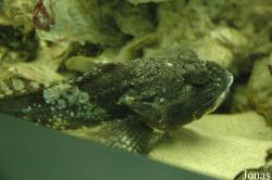 Cottidae