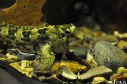 Blenniidae