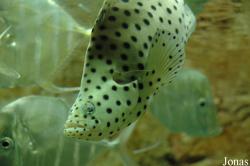 Zee Aquarium Bergen aan Zee