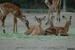 Zoo Köln