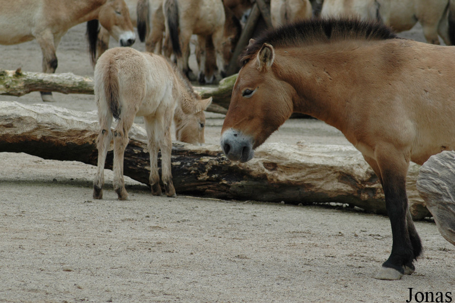 Zoo Köln