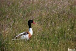 Texel