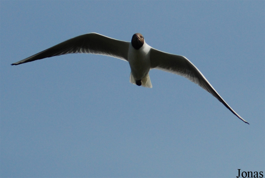Texel