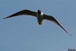 Texel