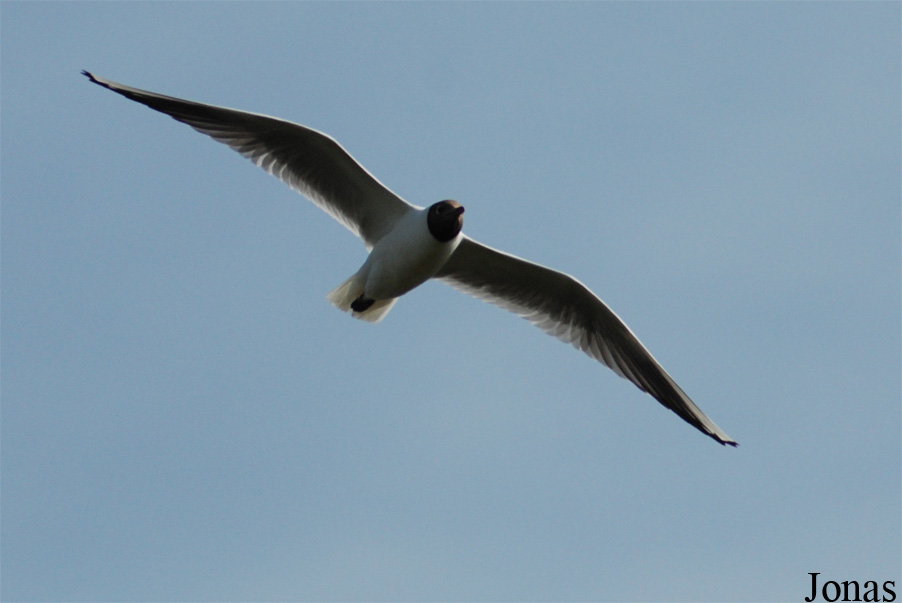 Texel