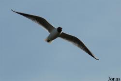 Texel