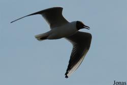 Texel