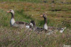 Texel