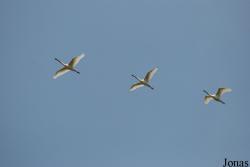 Texel