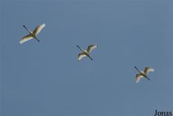 Texel