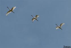 Texel
