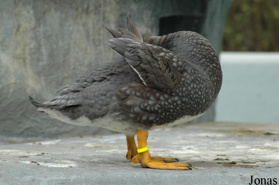 Zoo Köln