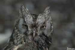 Otus brucei