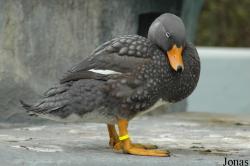 Zoo Köln