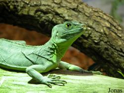Zoo d'Amnéville