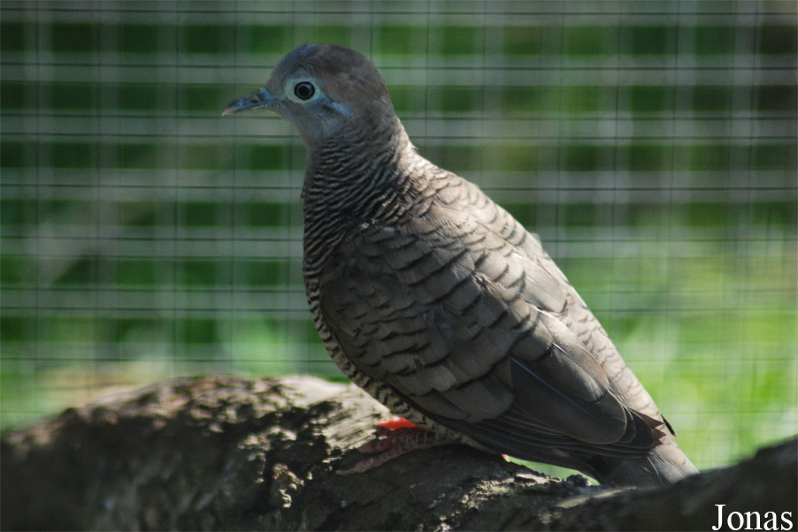 Taman Indonesia