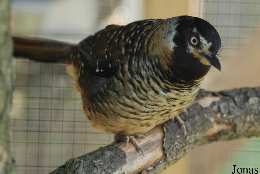 Taman Indonesia