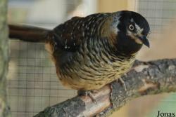 Ianthocincla ocellata