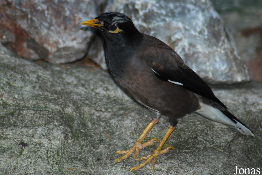 Taman Indonesia