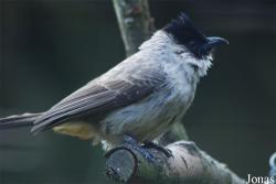 Pycnonotus aurigaster