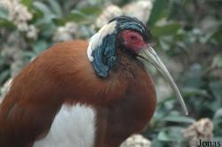 Lophotibis cristata