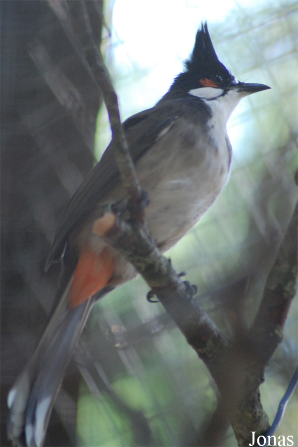 Taman Indonesia