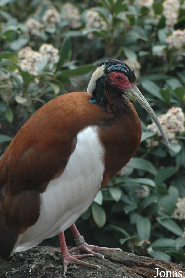 Zoo Köln