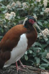 Zoo Köln