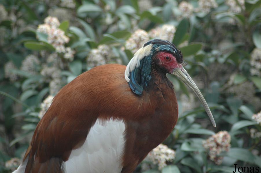 Zoo Köln