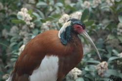 Zoo Köln