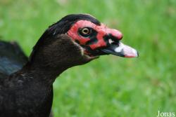 Zoologischer Garten Karlsruhe
