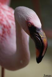 Zoologischer Garten Karlsruhe