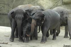 Zoo Köln