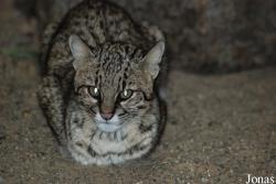 Leopardus geoffroyi