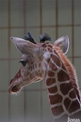 Zoologischer Garten Karlsruhe