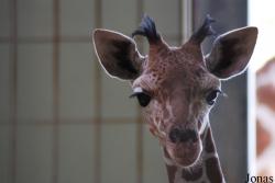 Zoologischer Garten Karlsruhe