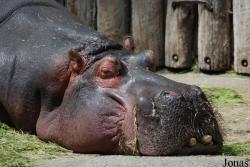 Zoologischer Garten Karlsruhe