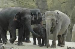 Zoo Köln