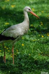 Akcent Zoo