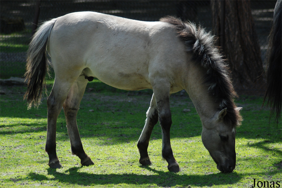 Akcent Zoo