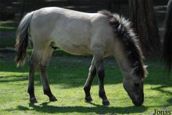 Poney Konik