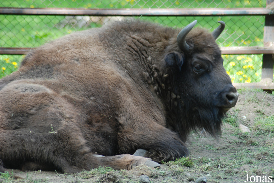 Akcent Zoo