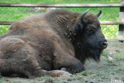 Akcent Zoo
