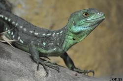 Basiliscus plumifrons