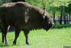 Rezerwat Pokazowy Żubrów