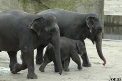 Zoo Köln