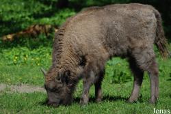 Rezerwat Pokazowy Żubrów