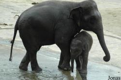 Zoo Köln