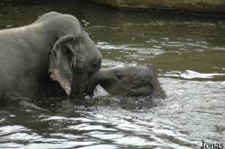 Zoo Köln
